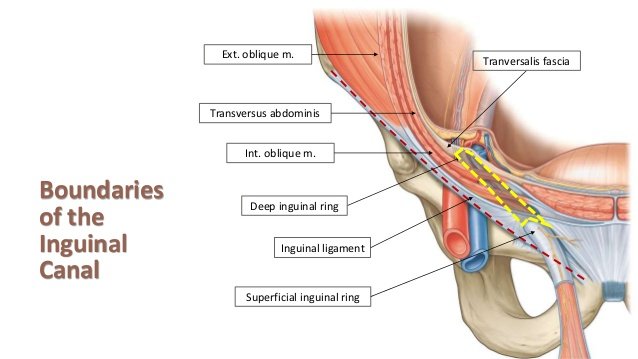 c. Inguinal Anatomy Deep Layer. The transverses abdominus muscle lies... |  Download Scientific Diagram