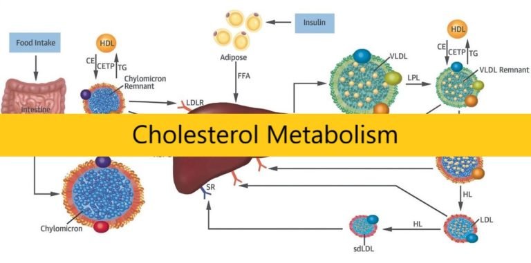 Cholesterol Metabolism Medical Junction 2334