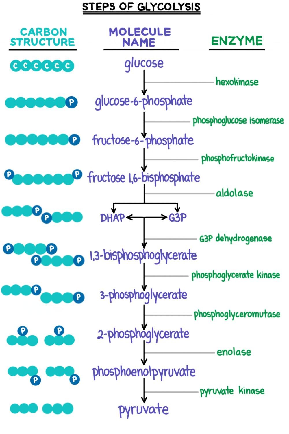 Glycolysis - Expii