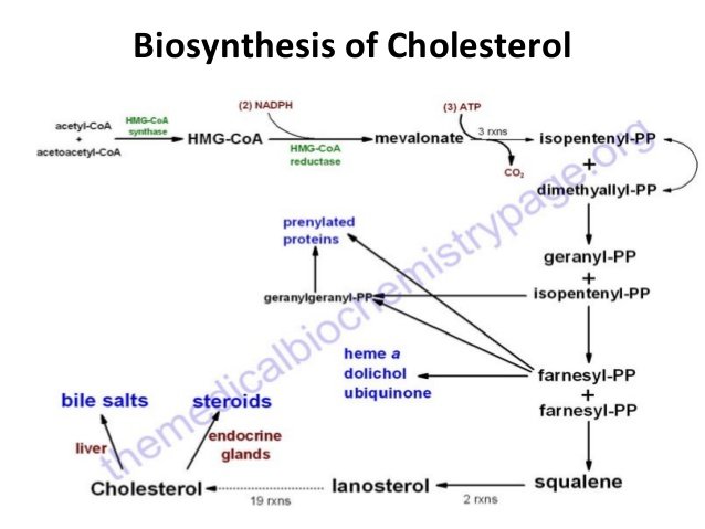 Cholesterol Metabolism Medical Junction 8020