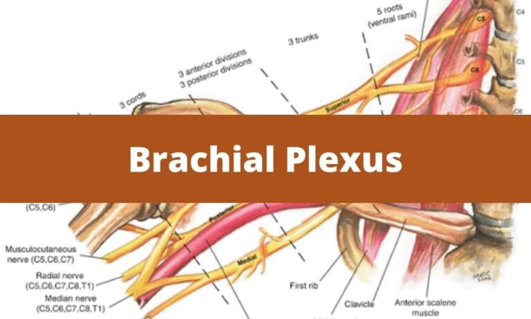 Neck Anatomy Brachial Plexus