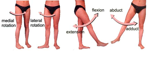 movements of hip joint