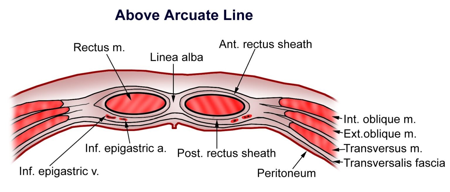 Rectus Sheath | Medical Junction