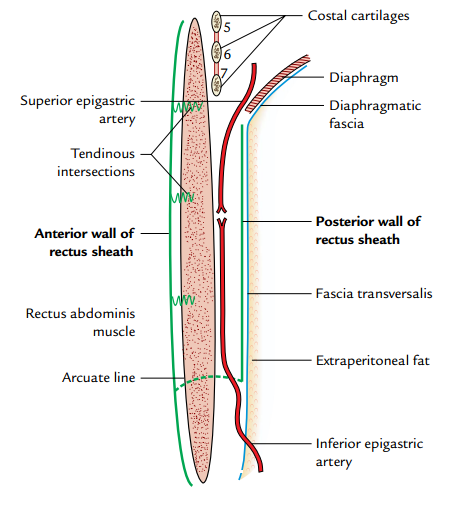 Anterior Abdominal Wall Anatomy Mnemonics