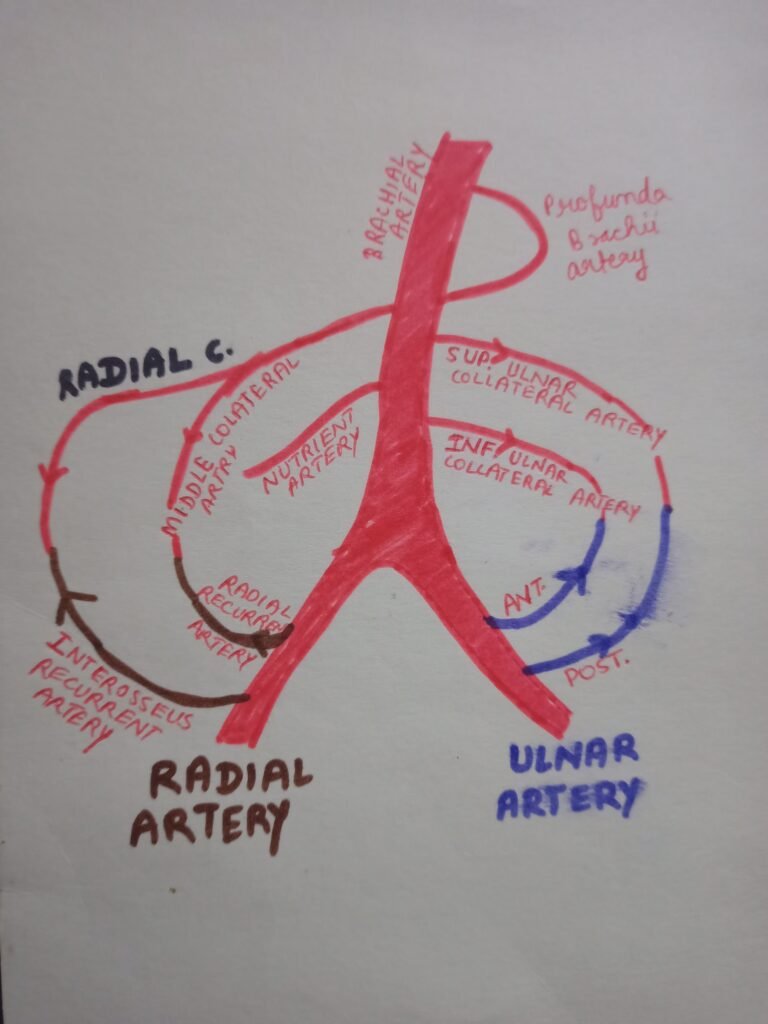 Brachial Artery Medical Junction