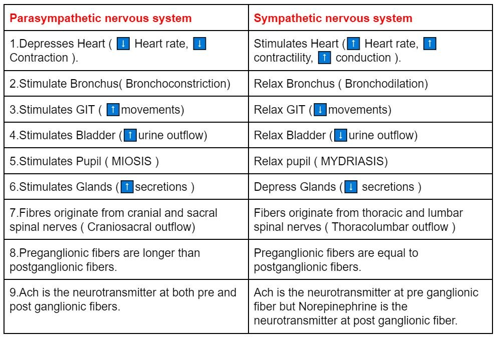 Sympathetic vs Parasympathetic Nervous system