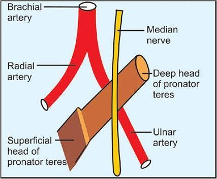 The Median Nerve - TeleEMG