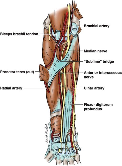 Muscle/Nerve Of The Week: Median Nerve