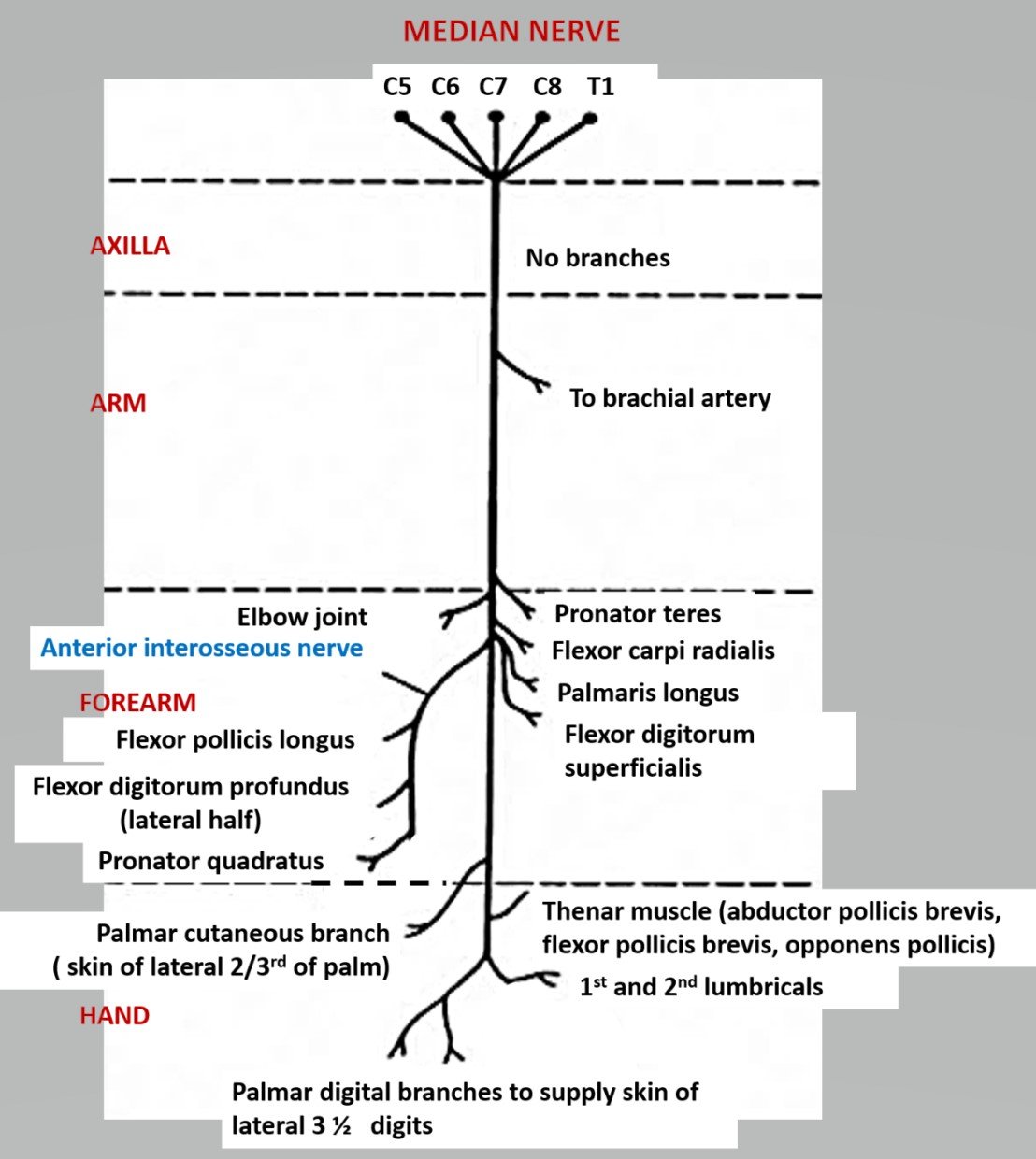 Median nerve: Anatomy, origin, branches, course