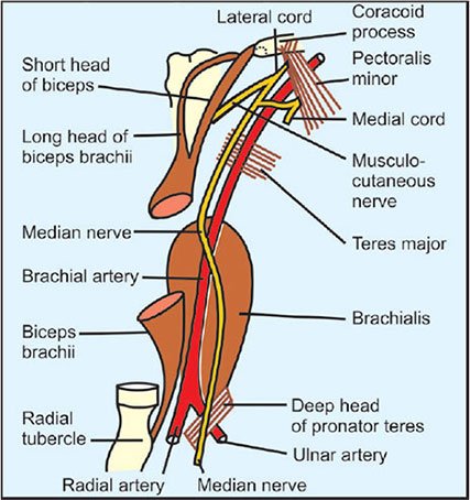 Median Nerve  Medical Junction