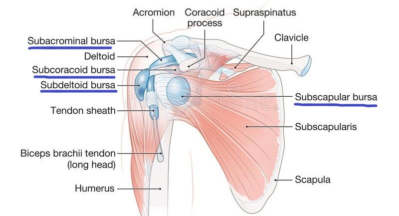 shouder-joint-bursae.jpg#s-800,433