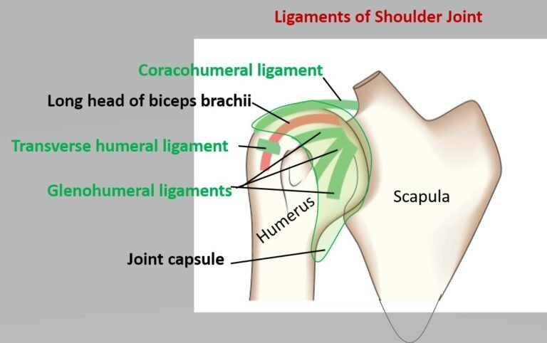 Shoulder Joint Medical Junction 1600