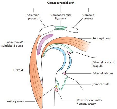 Shoulder Joint  Medical Junction