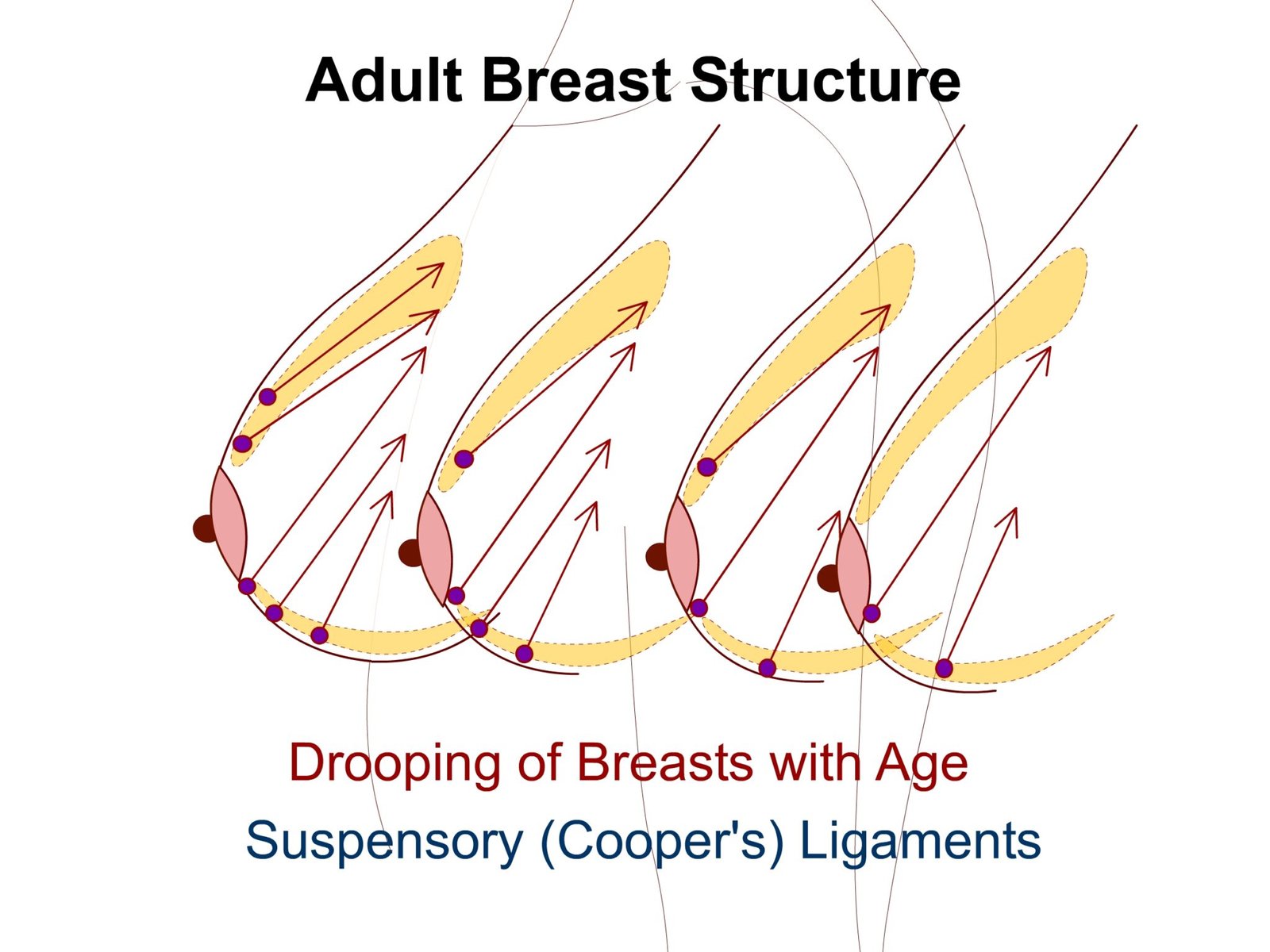 Breast Lymphatic Drainage Medical Junction